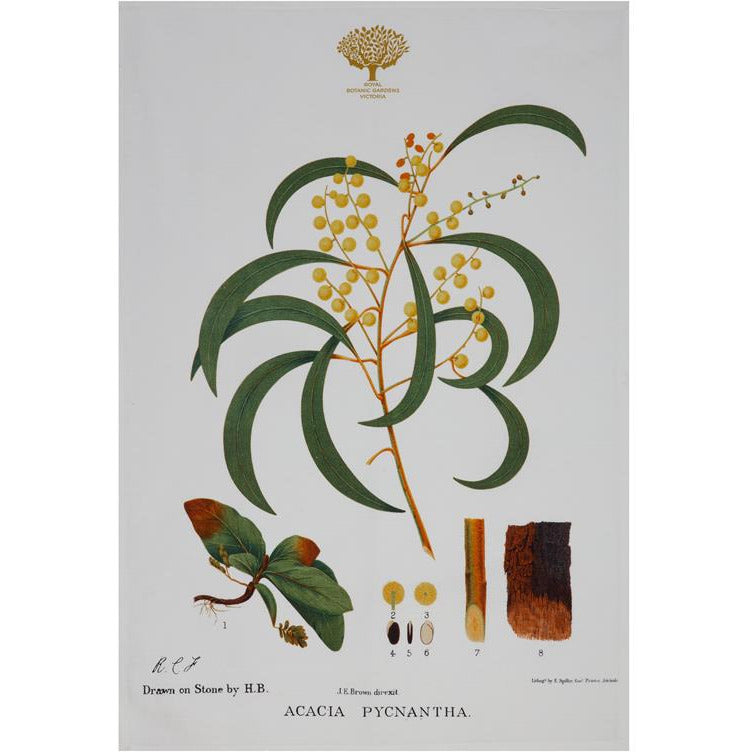 Maxwell & Williams Royal Botanic Garden Tea Towel - Wattle