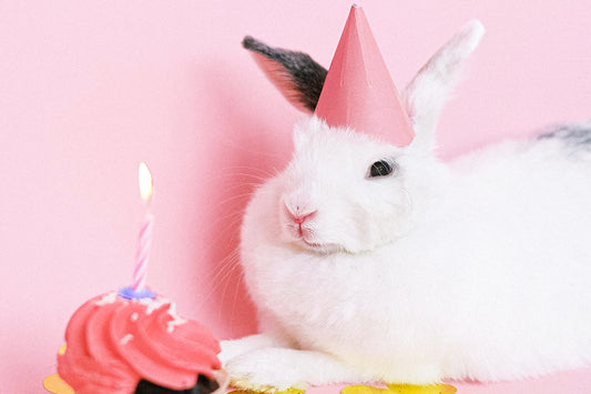 What You Can Do for RSPCA Cupcake Day | Matchbox