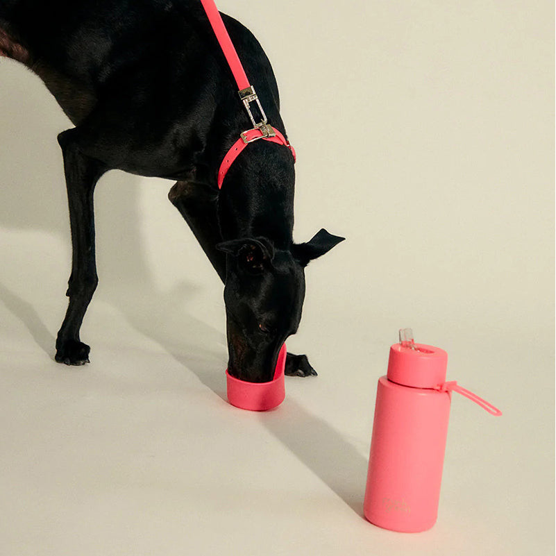 Frank Green Pet Collar + Name Tag Small - Collar: Neon Pink