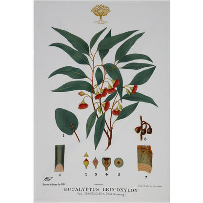 Maxwell & Williams Royal Botanic Garden Tea Towel - Flowering Gum