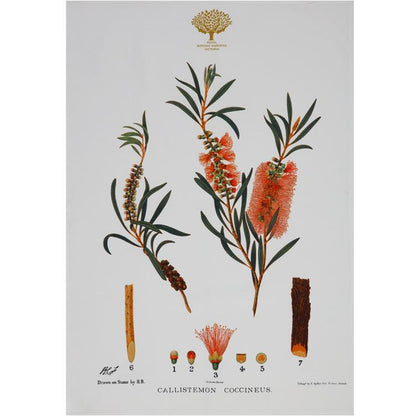 Maxwell & Williams Royal Botanic Garden Tea Towel - Bottlebrush
