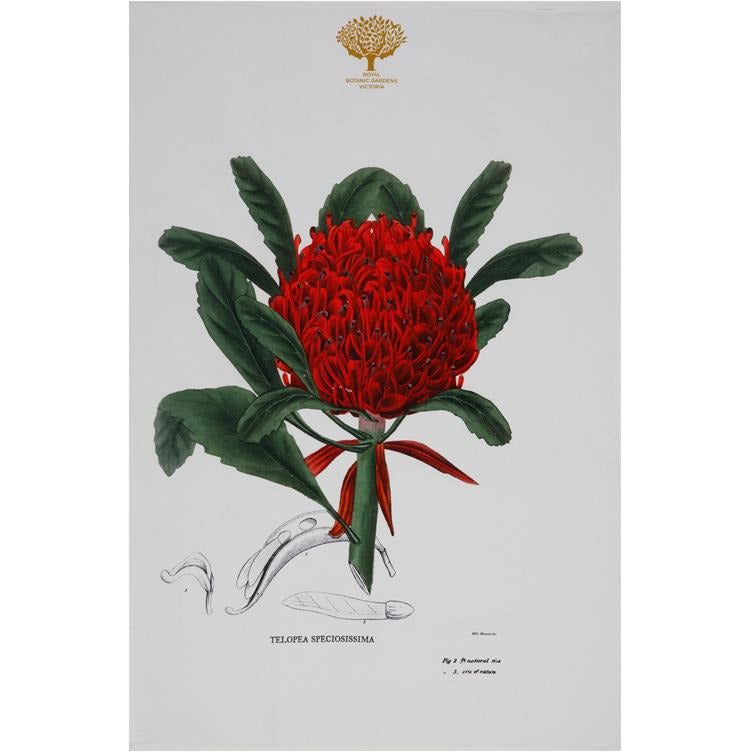 Maxwell & Williams Royal Botanic Garden Tea Towel - Telopea